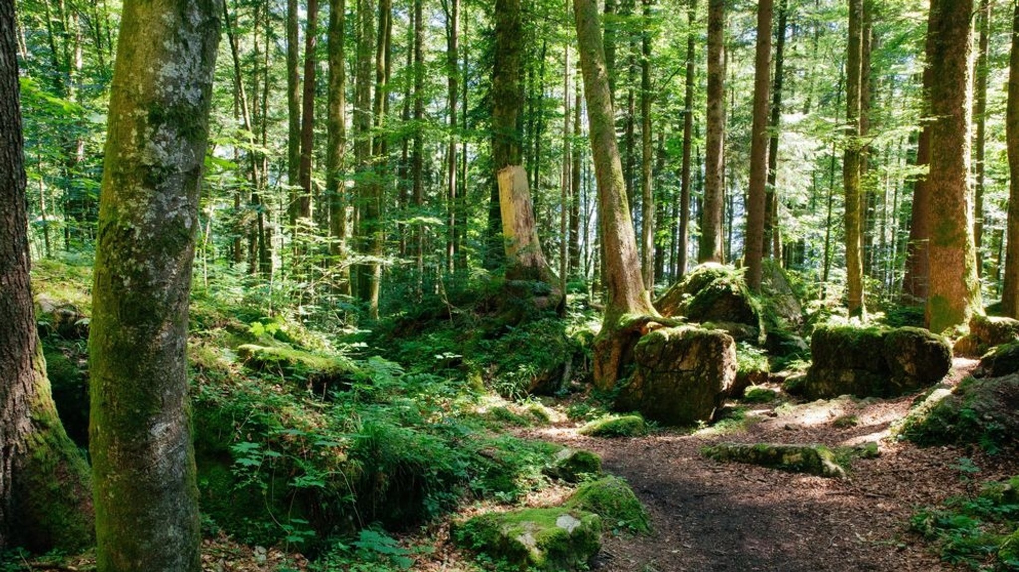 Wald bei Ruhpolding