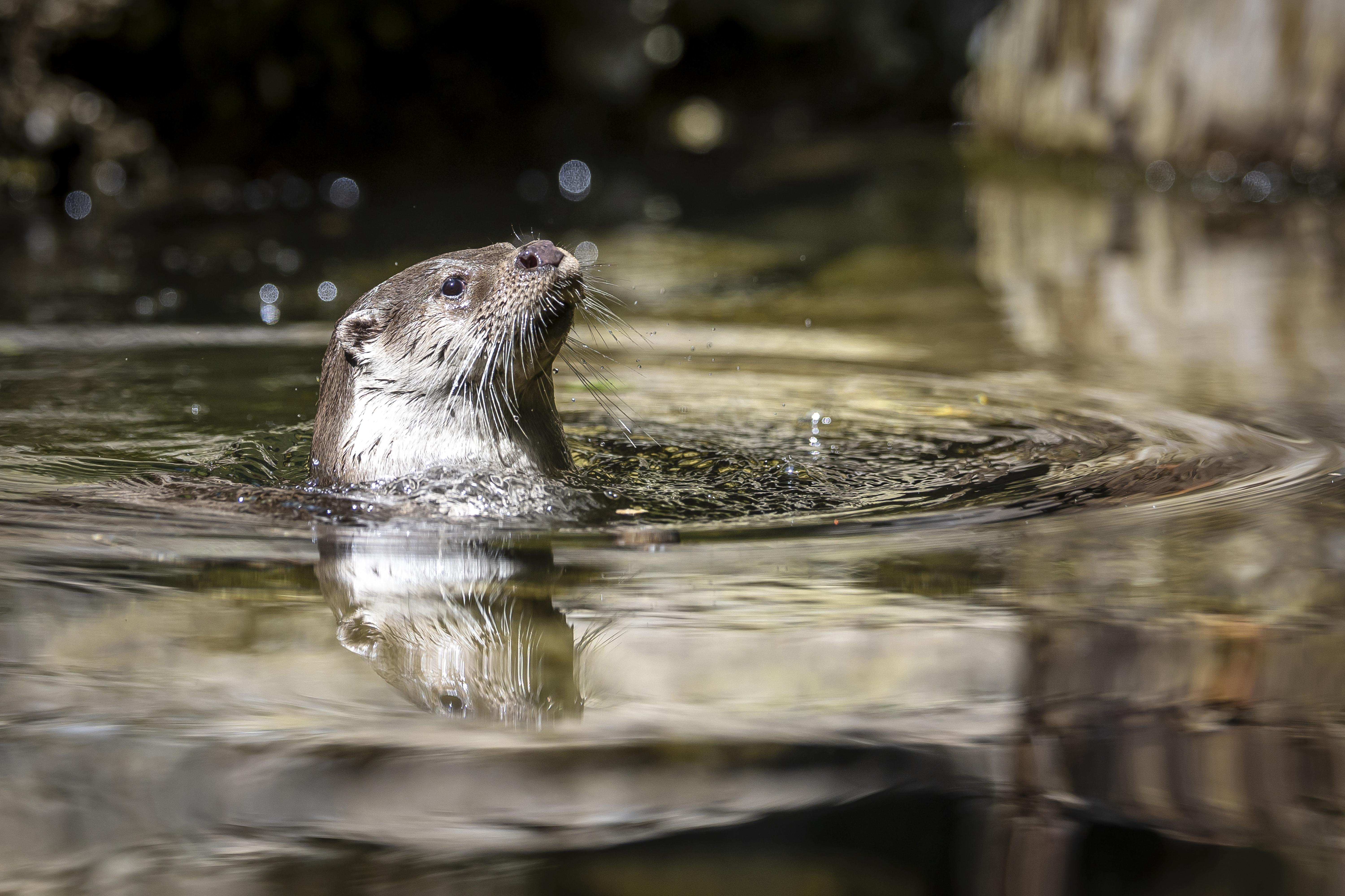 Ein Fischotter im Wasser
