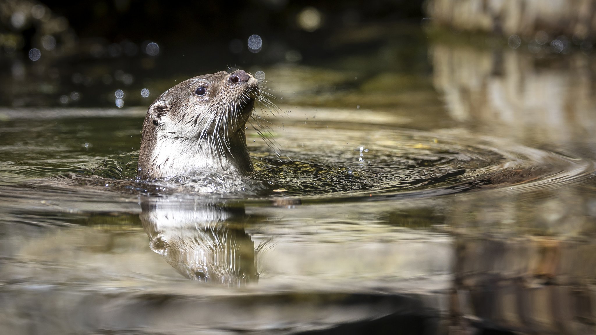 Ein Fischotter im Wasser