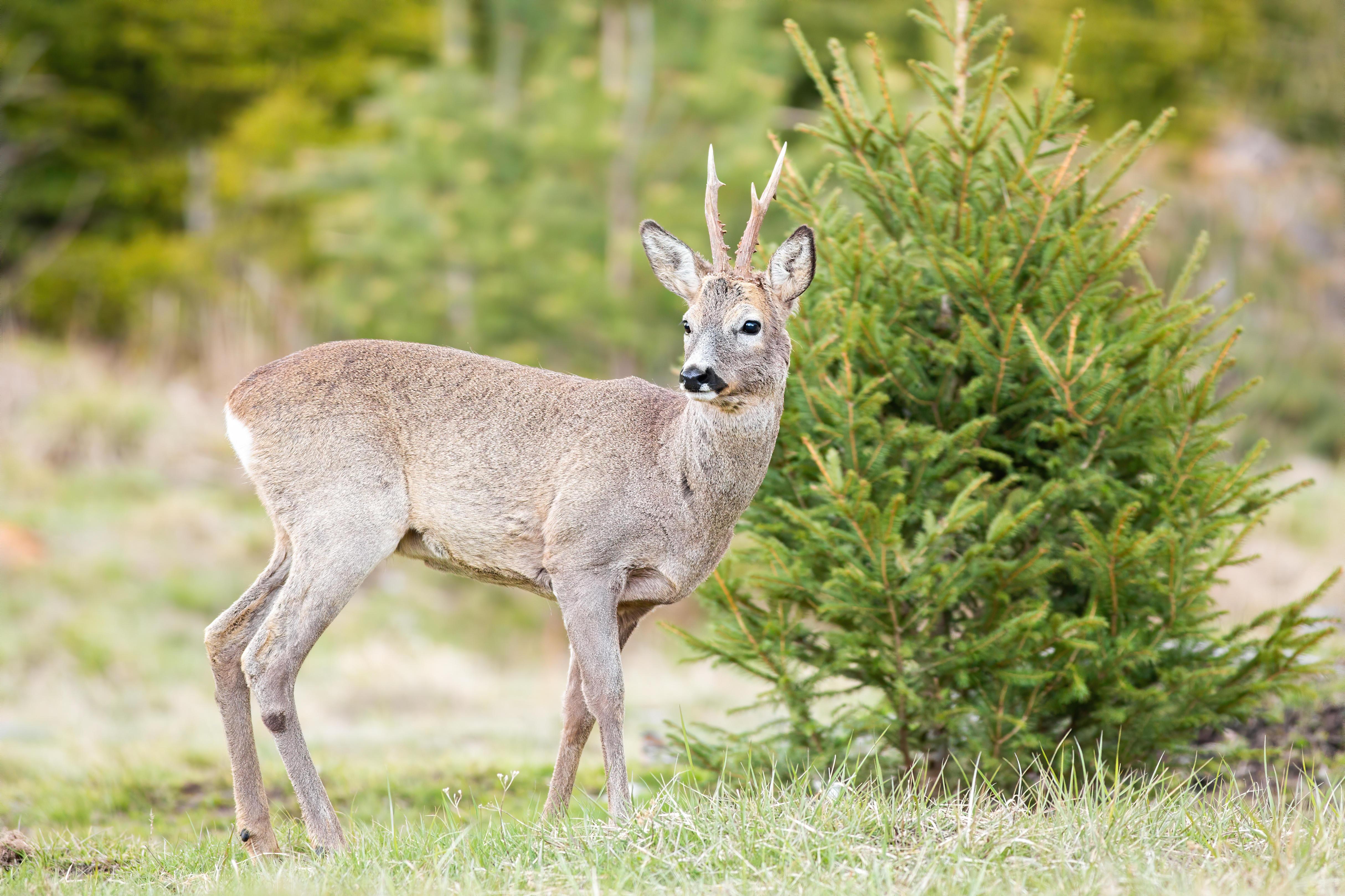 Ein Reh steht vor einem jungen Nadelgehölz (Symbolbild)