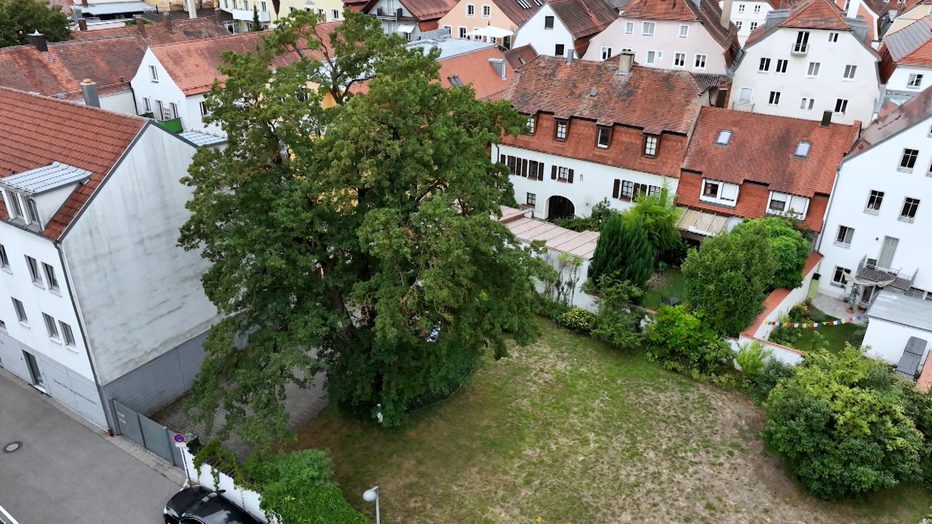 Wohnraum vs. Stadtgrün: Anwohner kämpfen um 100 Jahre alten Baum