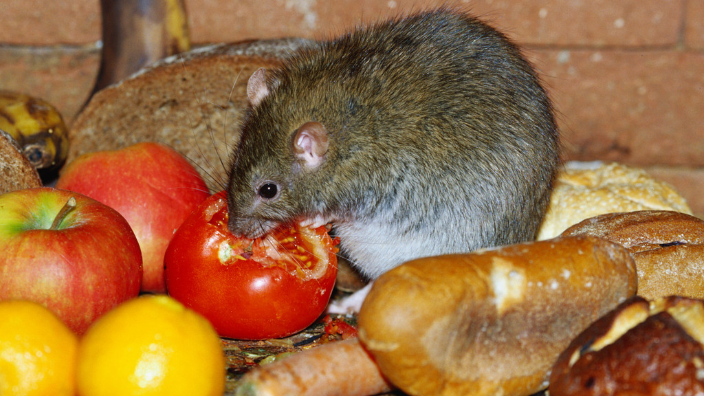 Ratte macht sich über Abfälle - Obst und Brot - her