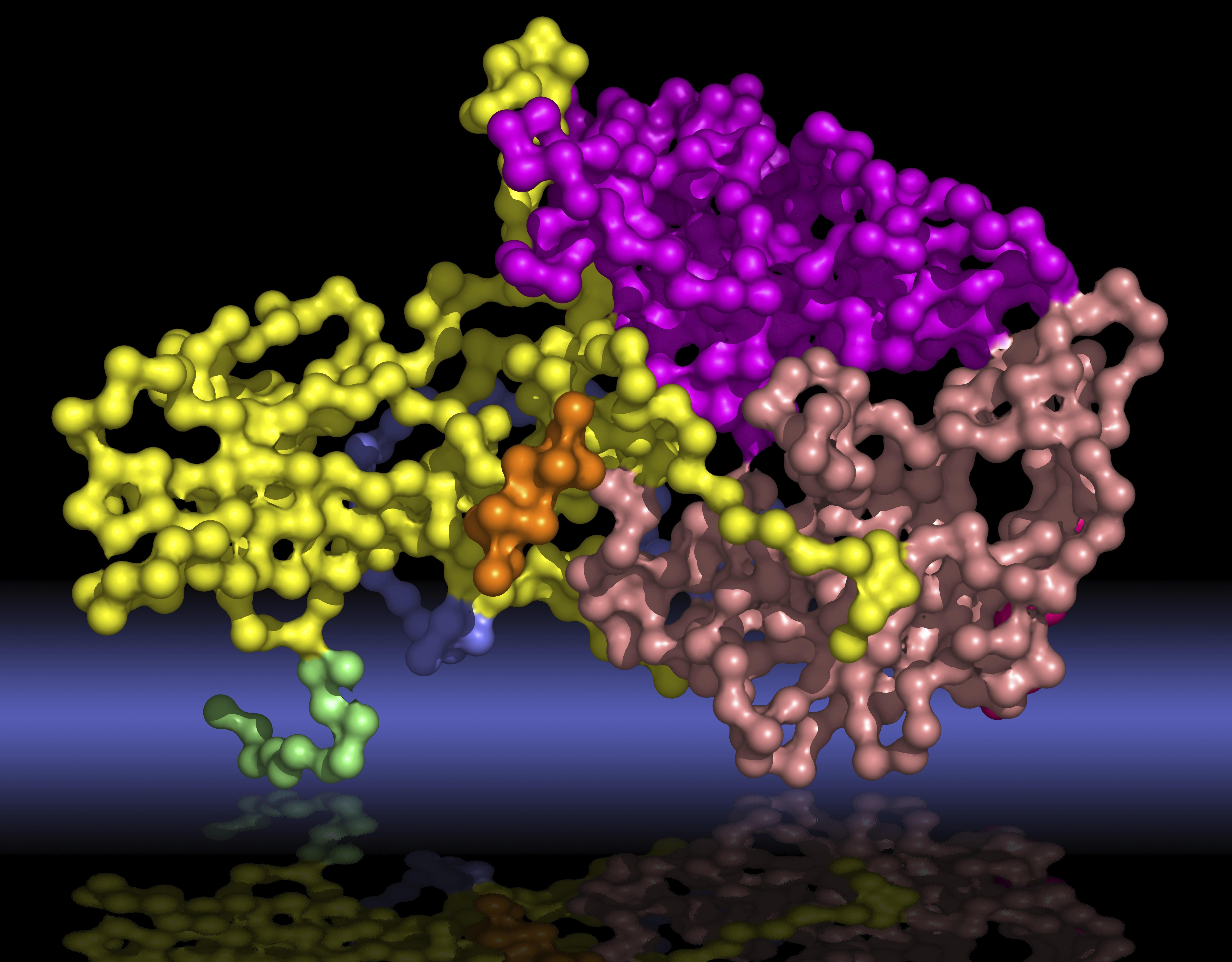 Darstellung des Polio-Virus
