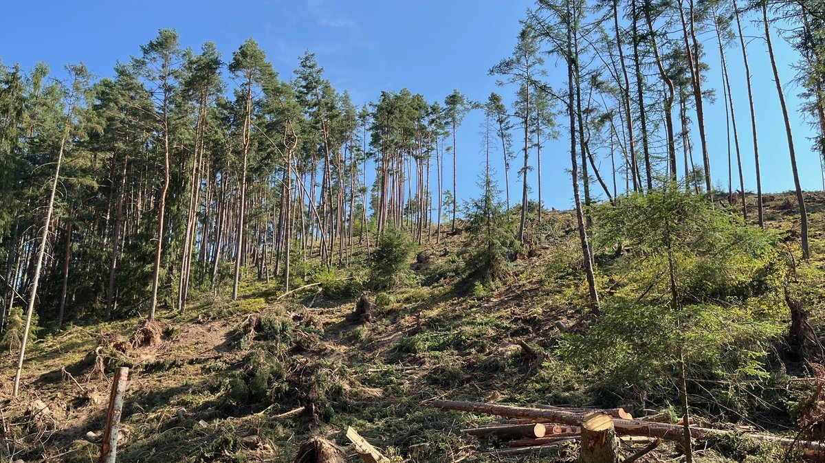 Verwüstetes Waldgebiet bei Regenstauf: Aufräumen und aufarbeiten