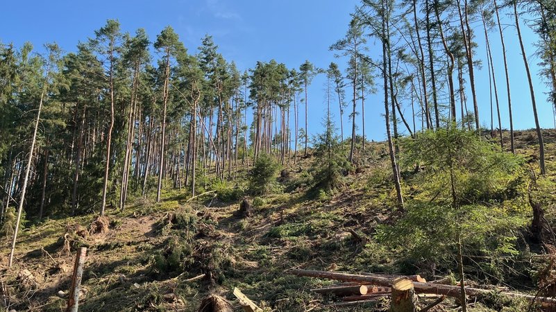 Durch das Unwetter im Juli wurden in Regenstauf im Landkreis Regensburg viele Bäume beschädigt. | Bild: BR/Meike Föckersperger Durch das Unwetter im Juli wurden in Regenstauf im Landkreis Regensburg viele Bäume beschädigt.