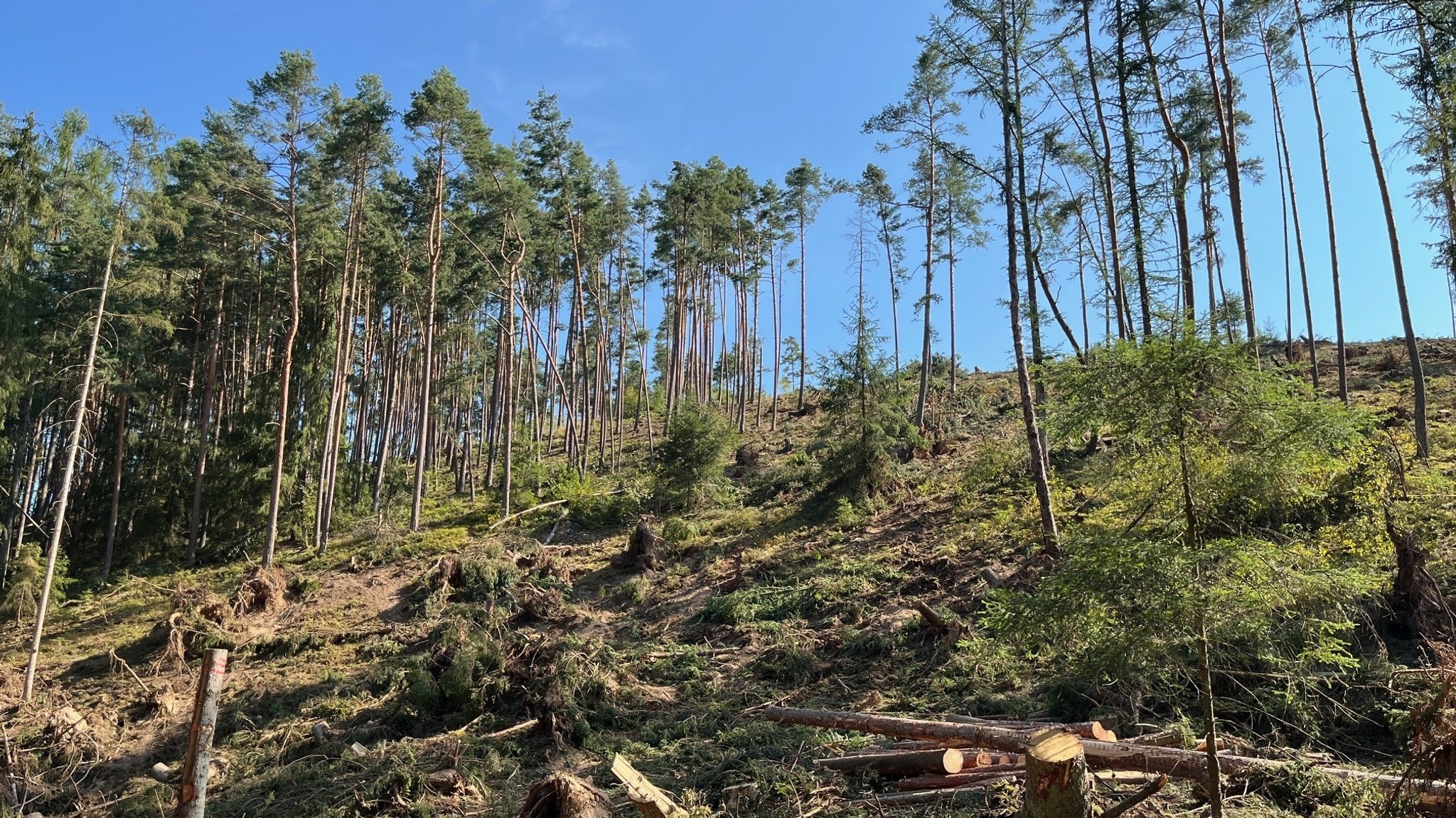 Durch das Unwetter im Juli wurden in Regenstauf im Landkreis Regensburg viele Bäume beschädigt.