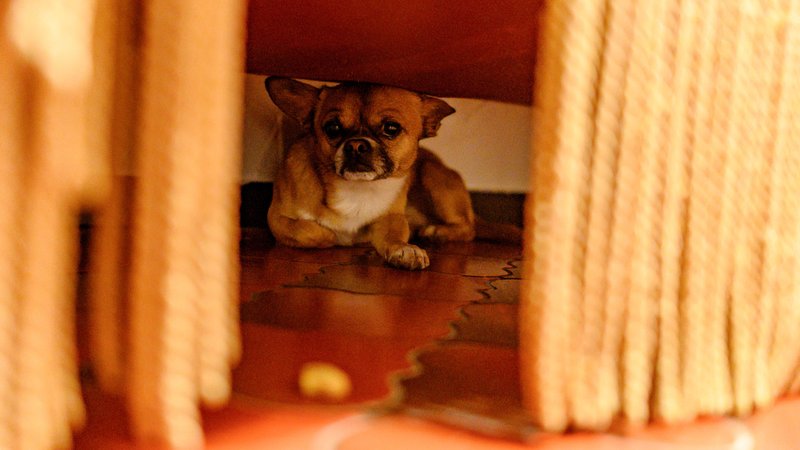 Hund unter einem Sofa | Bild: picture alliance / dpa Themendienst | Daniel Maurer Hund unter einem Sofa