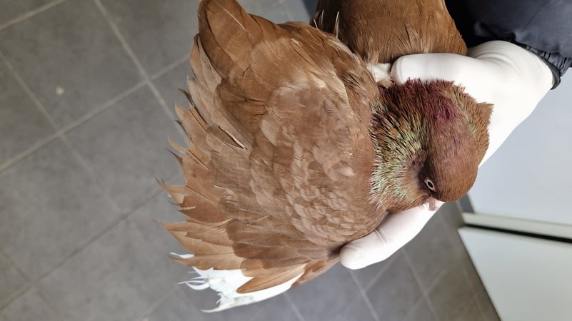 Eine Taube | Bild: Ferdinand Baer/LBV Eine Taube