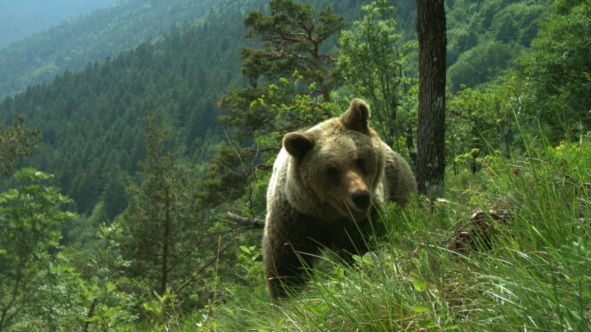 Bär verletzt Pilzsammler nahe Gardasee