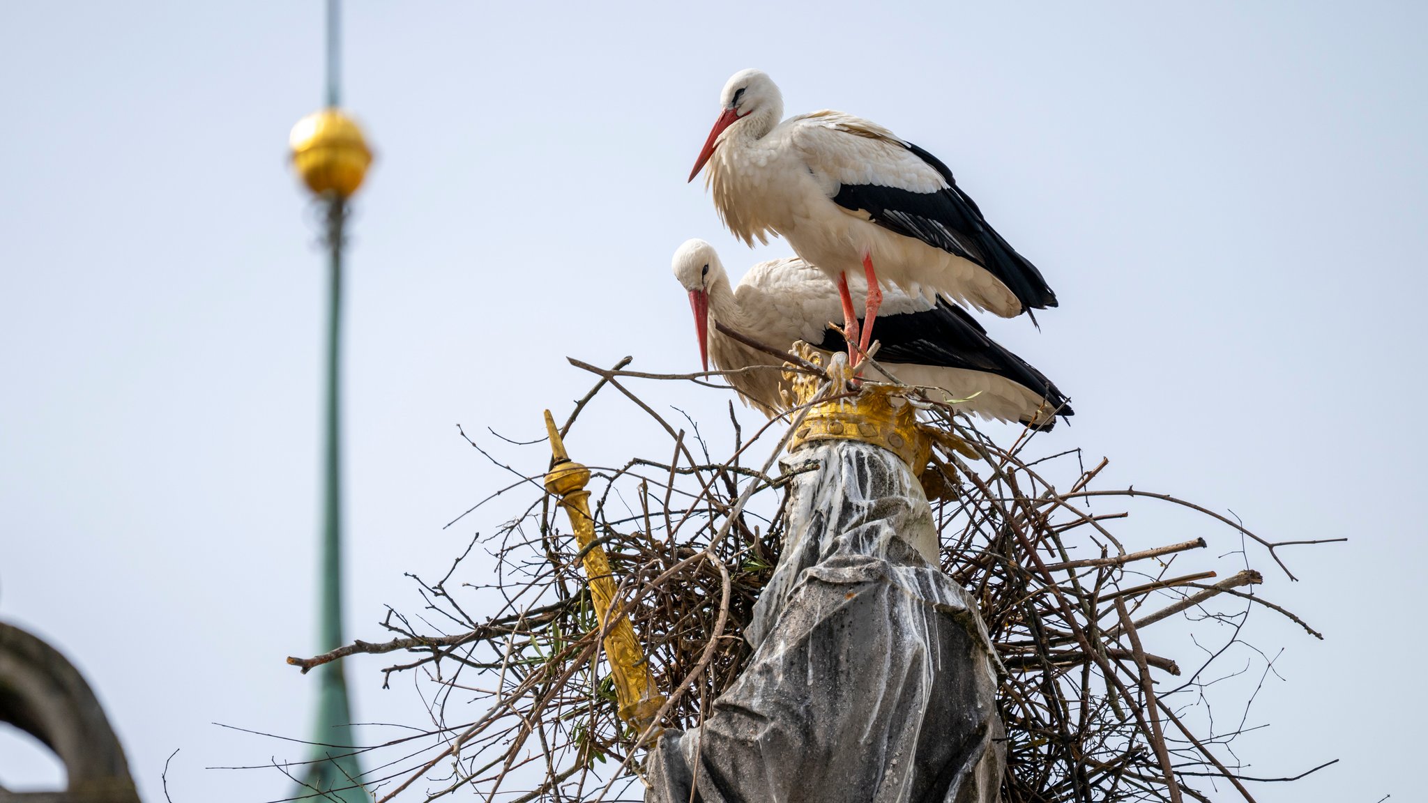 Ein junges Storchenpaar nistet auf der Freisinger Mariensäule.