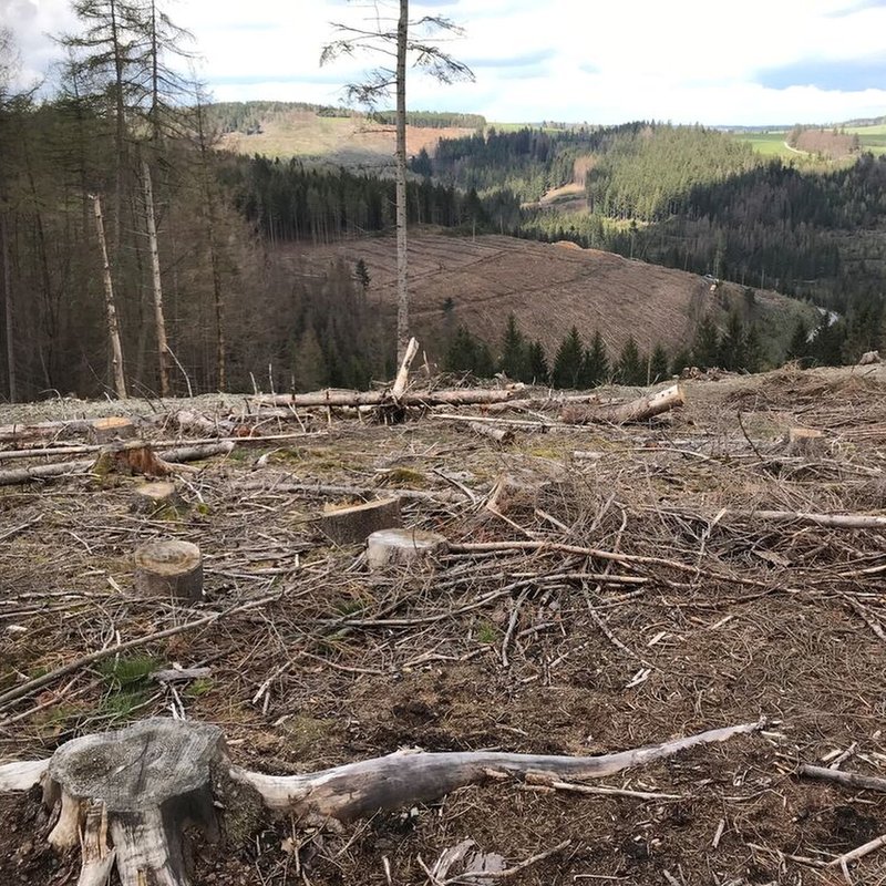 Welche Bäume braucht der Wald in Bayern? Trockenheit, Borkenkäfer und Wildverbiss stressen - BR24 Reportage | BR Podcast
