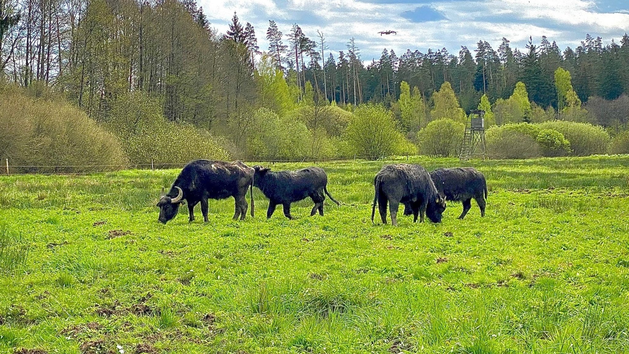 Wasserbüffel auf einer Weide in der Waldnaabaue.