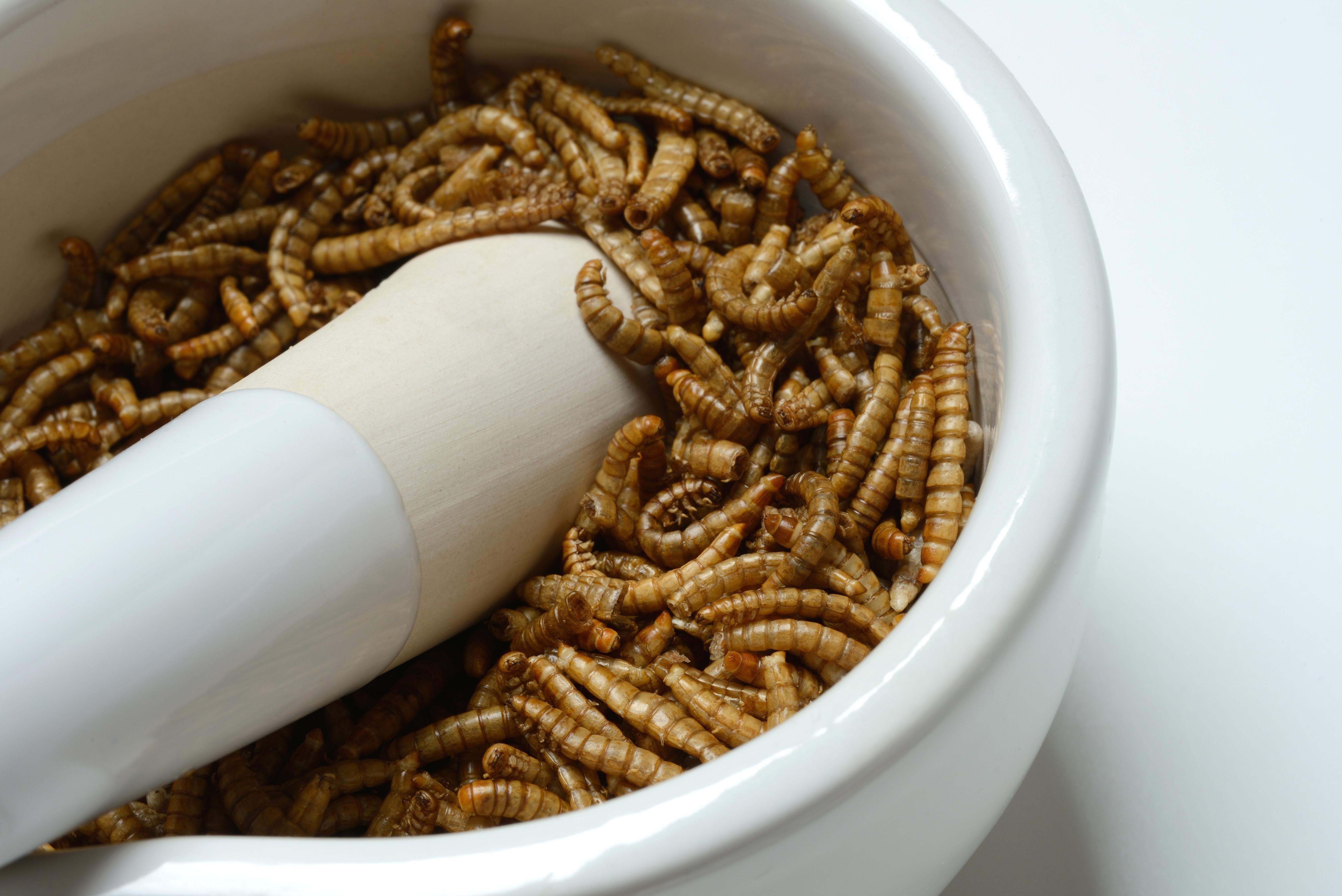 Getrocknete Mehlwürmer werden mit einem Stössel pulverisiert