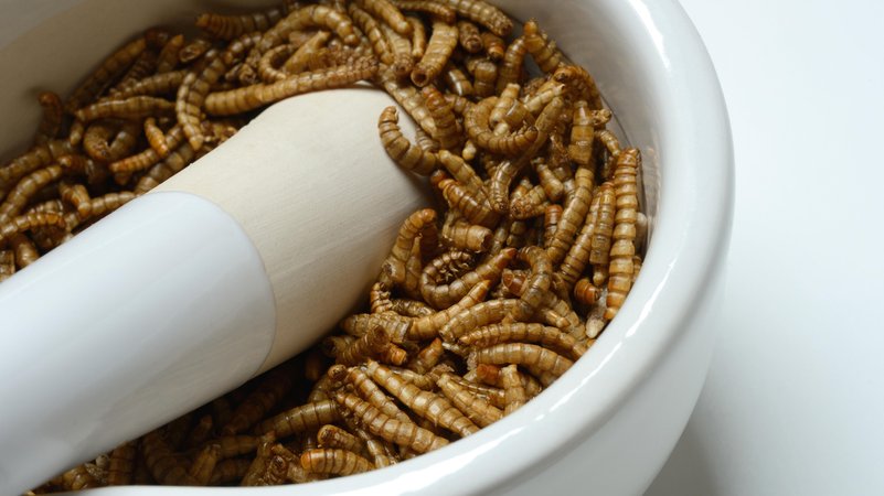 Getrocknete Mehlwürmer werden mit einem Stössel pulverisiert | Bild: picture alliance / imageBROKER | J. Pfeiffer Getrocknete Mehlwürmer werden mit einem Stössel pulverisiert