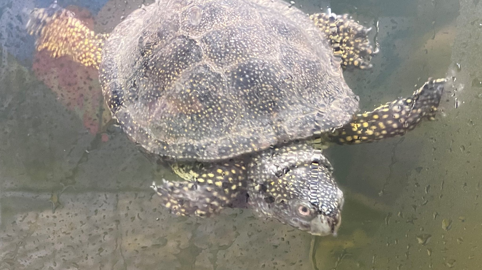 Eine Europäische Sumpfschildkröte schwimmt in ihrem neuen Gehege.