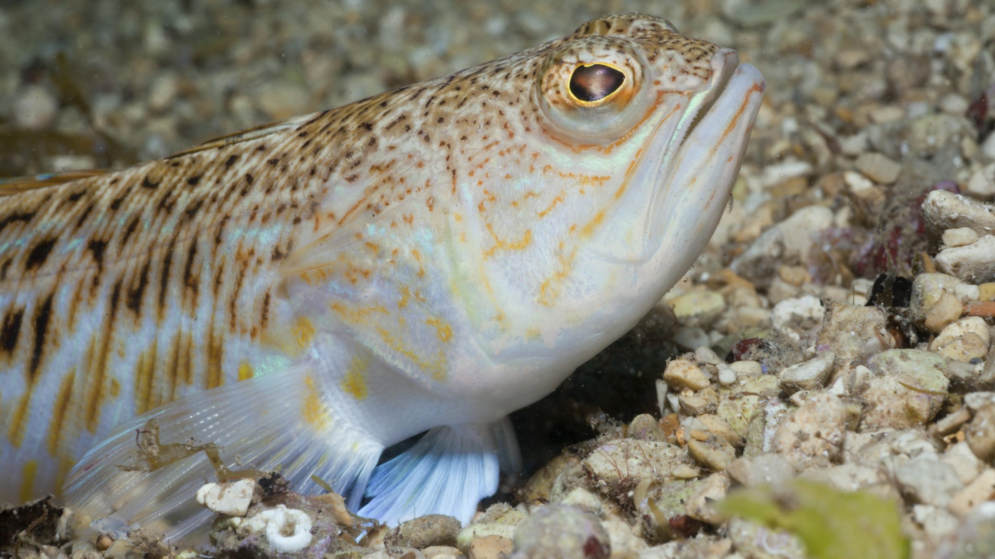 Ein Petermännchen