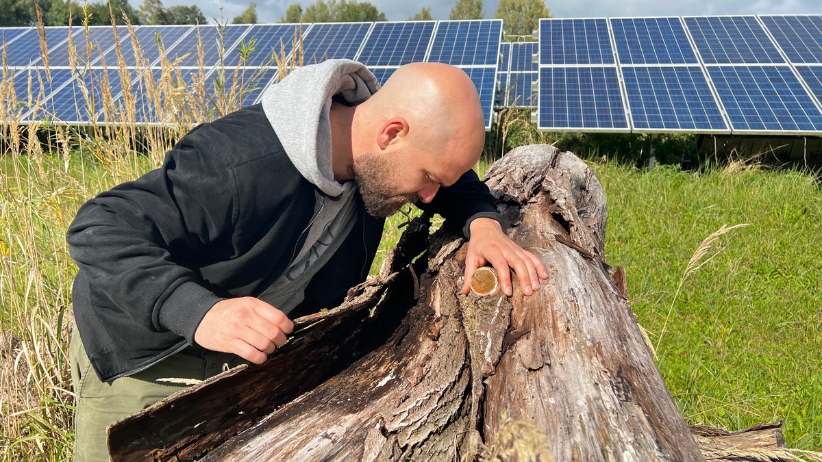Andreas Engl beugt sich über einen Totholzstapel auf seinem Solarfeld in Bodenkirchen.