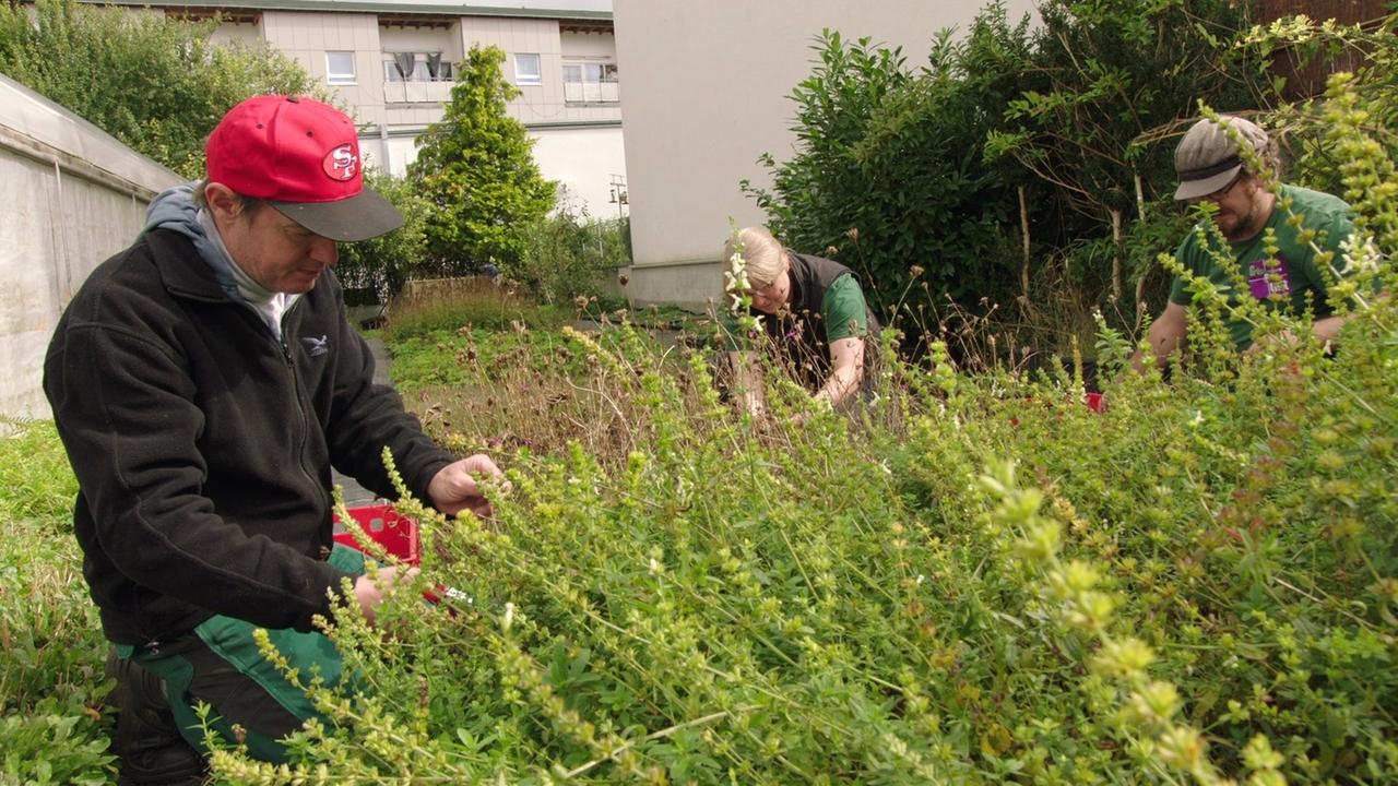 Gärtnern und sozialer Auftrag Gärtnerei der Diakonie Landshut