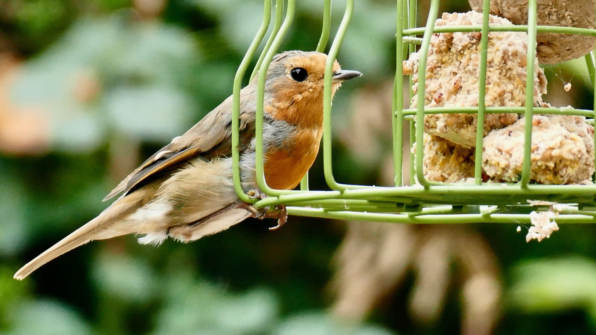 Ein Rotkehlechen sitzt an einem Gitter, indem Futterknödel drin sind
