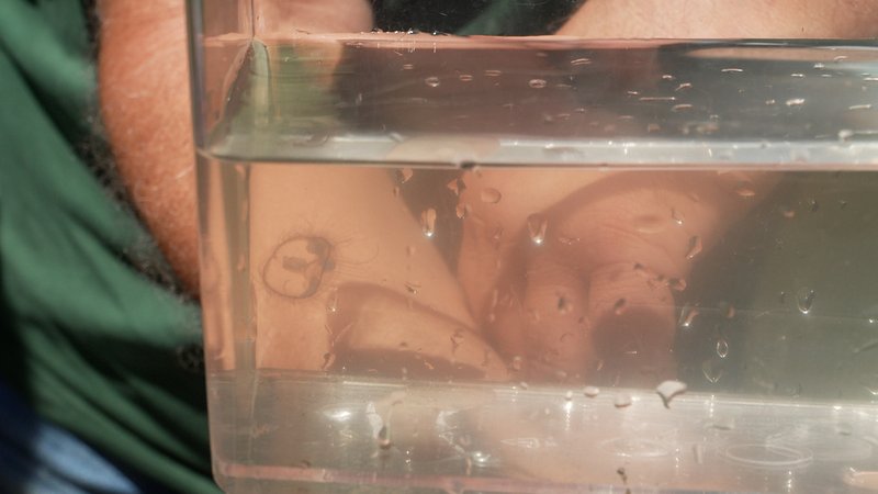 Eine Süßwasserqualle aus dem Reischacher Badesee in einem Glasgefäß | Bild: BR / Nadine Cibu Eine Süßwasserqualle aus dem Reischacher Badesee in einem Glasgefäß