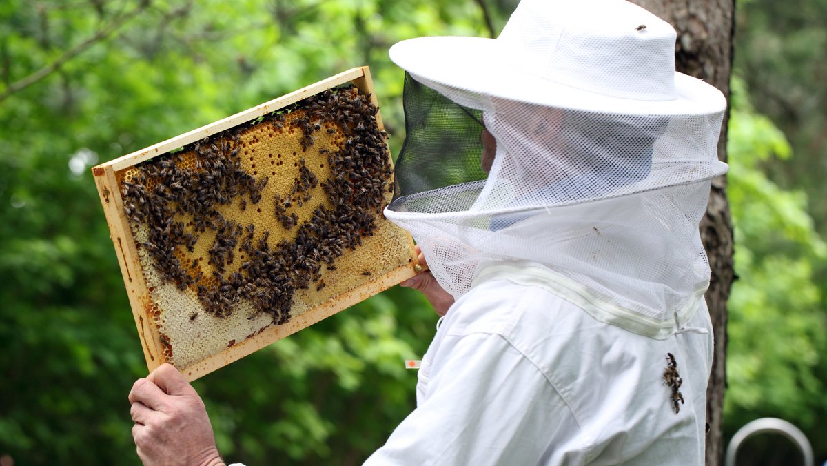 Imker in weißem Schutzanzug hält zur Begutachtung eine Honigwabe, auf der sich Bienen befinden, vor sich gegen das Licht. (Symbolbild)