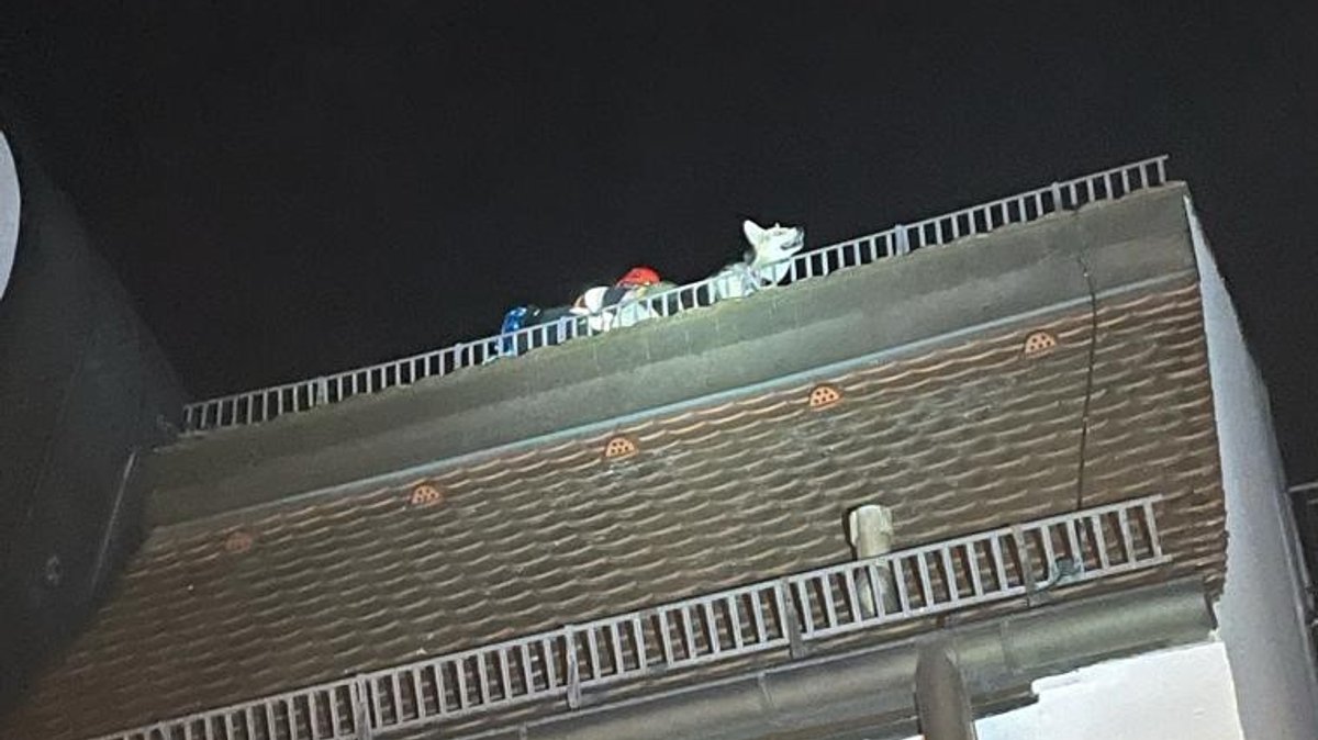 Hündin "Ronja" und ein Retter der Feuerwehr auf dem Dach in der Landshuter Altstadt