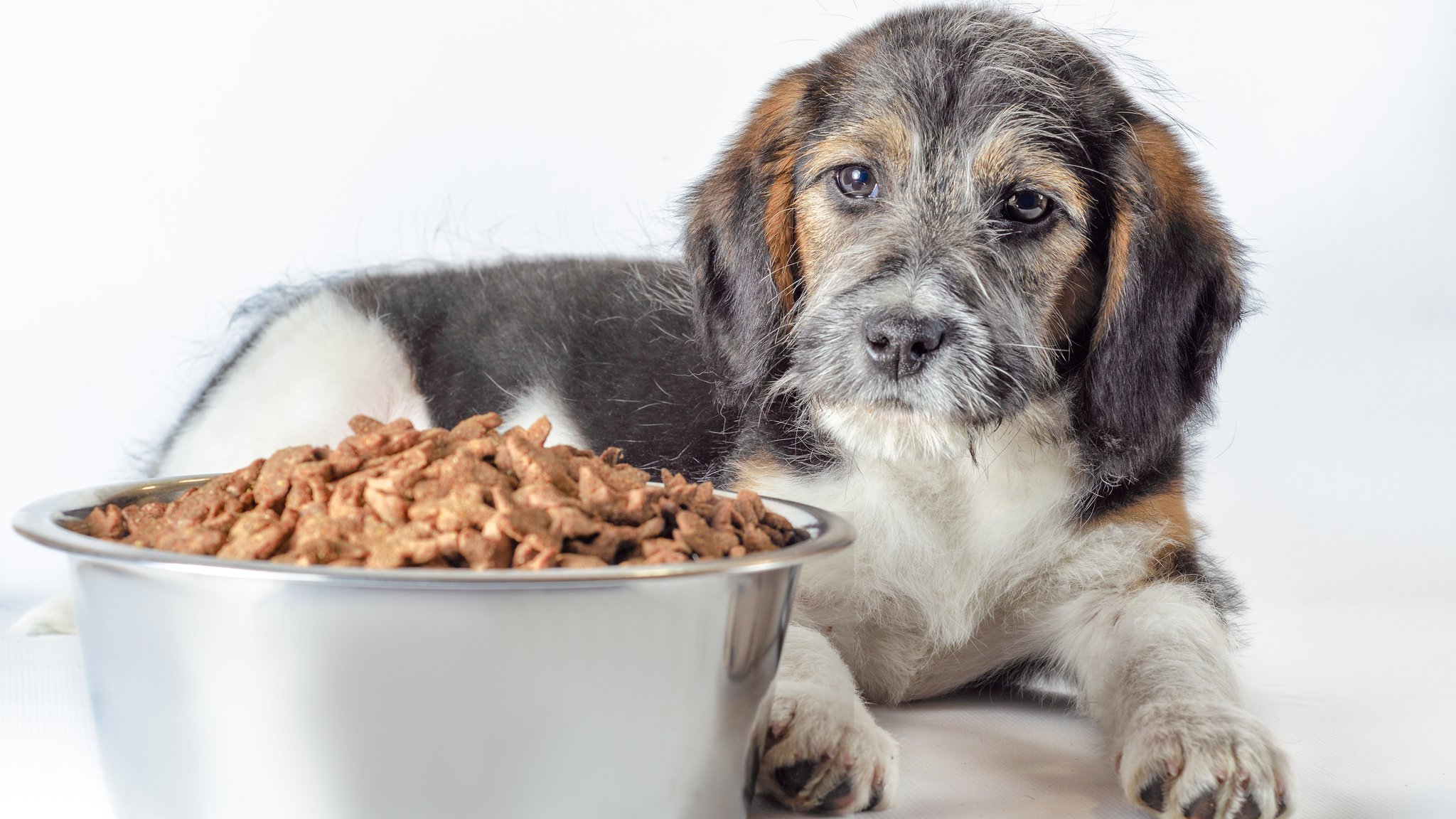 Hund liegt vor seinem Fressnapf mit Hundefutter