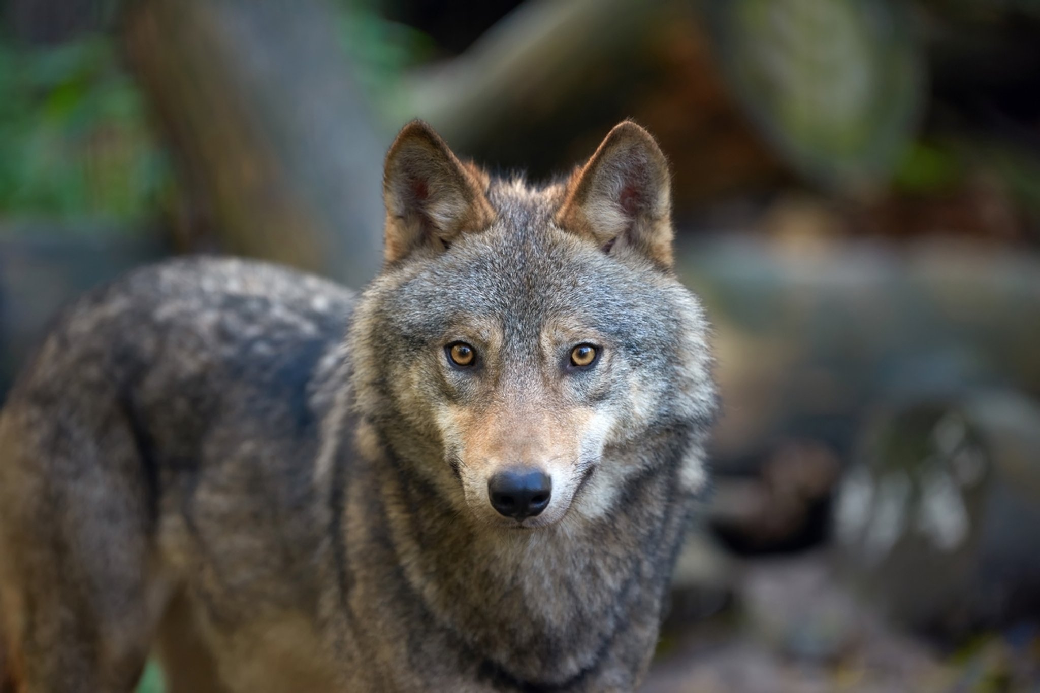 Ein Timber-Wolf auf der Jagd im Wald