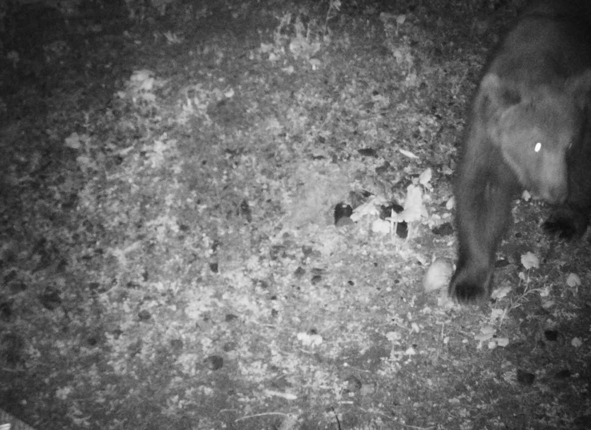 Eine Wildtierkamera hat den Bären im Gemeindegebiet Lech im österreichischen Vorarlberg fotografiert.