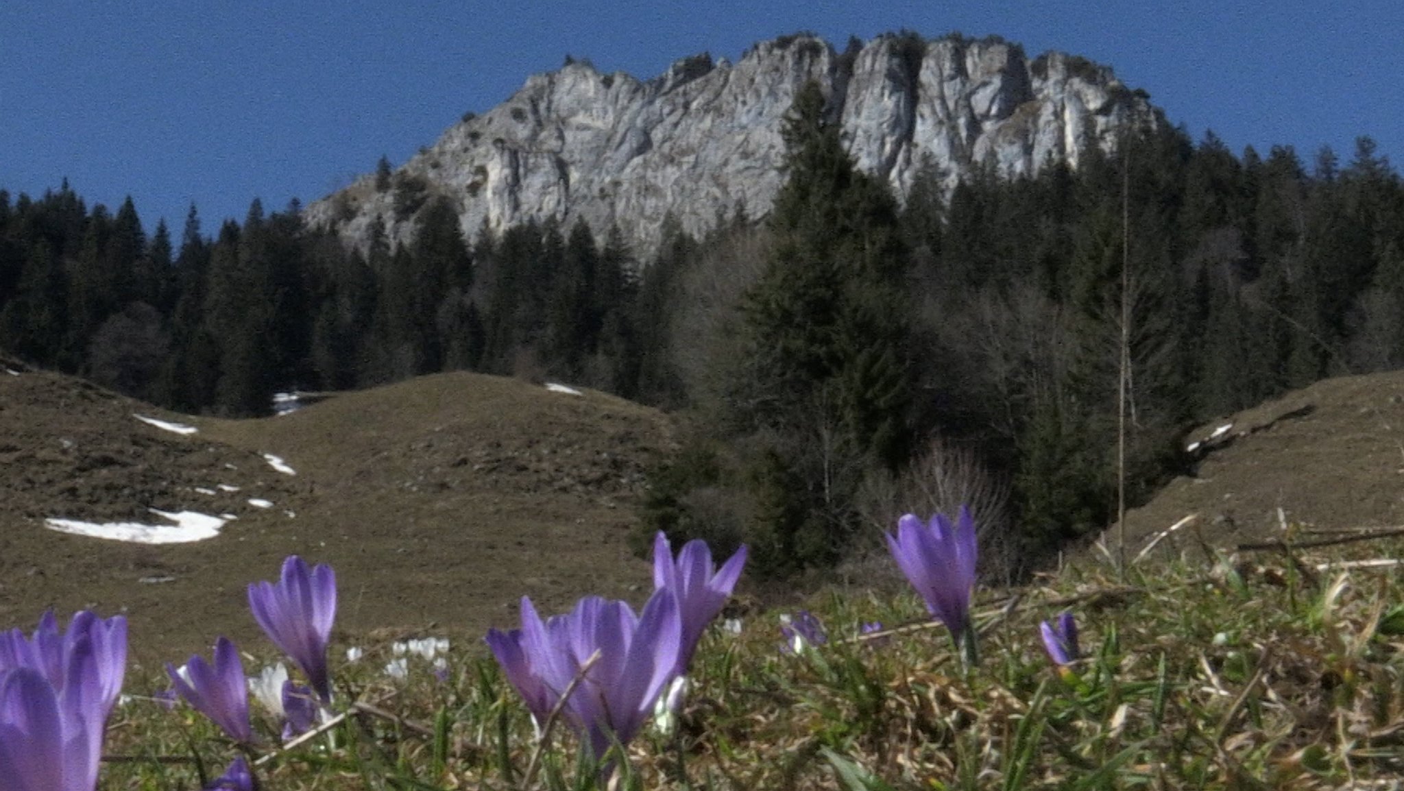 Krokusse und Heuberg