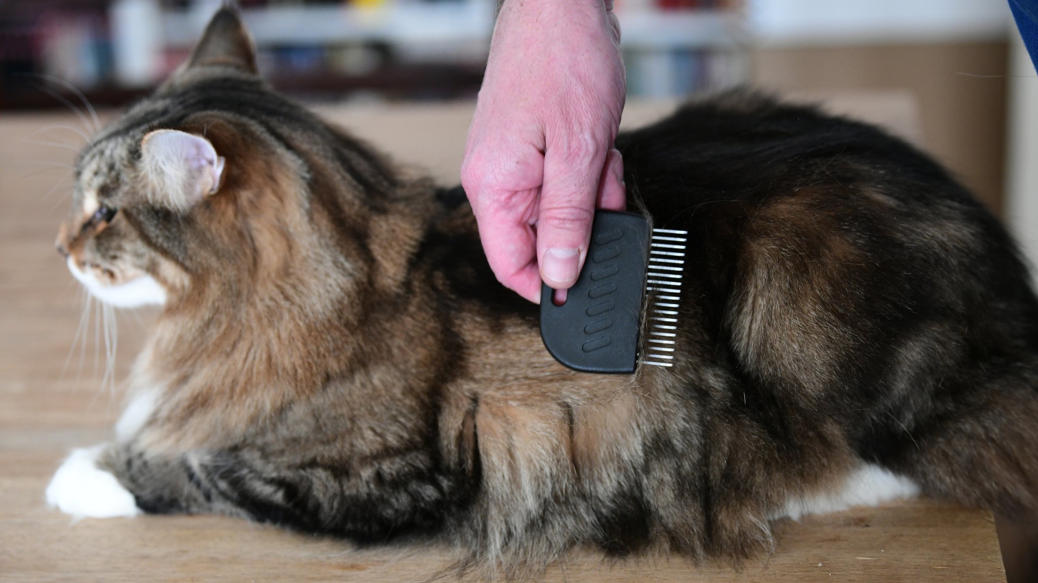 Liegende langhaarige Katze in der Seitennansicht wird mit einem Flohkamm gekämmt.