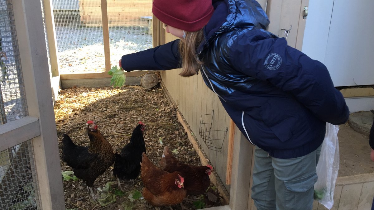 Ein Mädchen gibt den Schulhühnern ein Salatblatt
