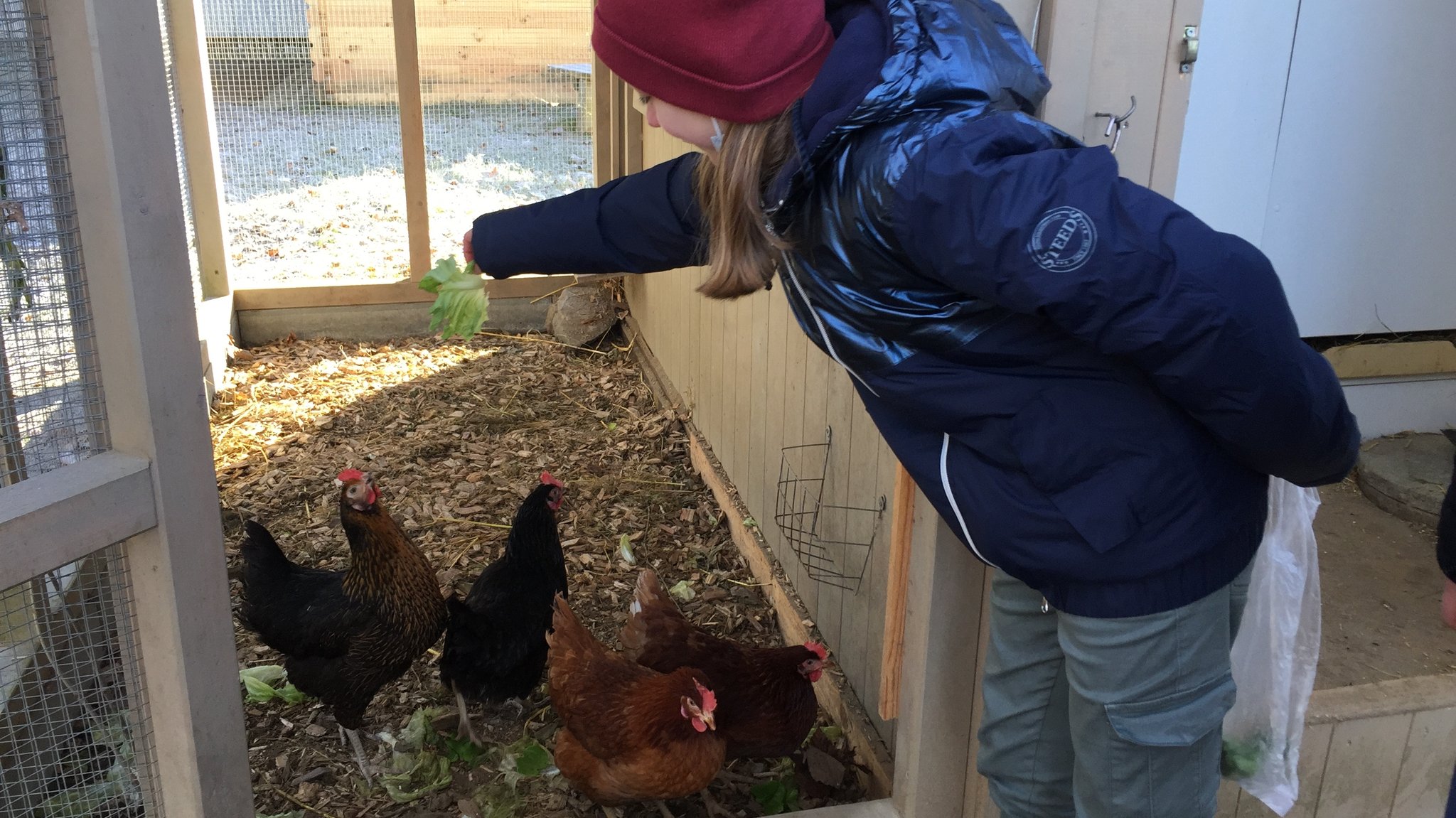 Unterrichtsfach "Huhn" an der Grund- und Mittelschule Teisnach 