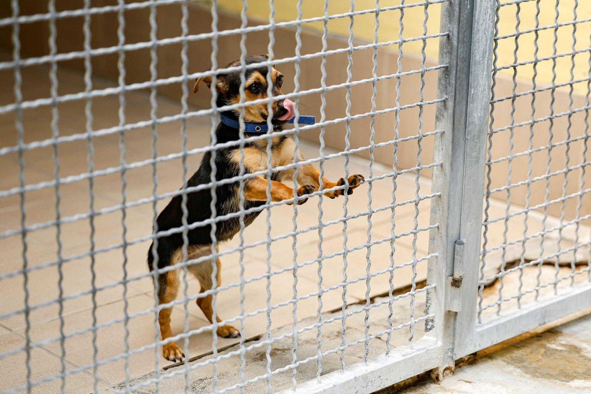 Nürnberg: Mischling Jessy (1) ist in ihrer Box im Tierheim Nürnberg. Haustiere aus der Corona-Zeit bevölkern die Tierheim, hier das Tierheim Nürnberg. (