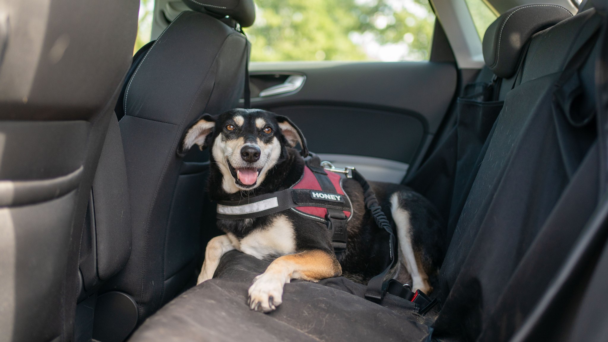 Symbolbild Hund im Auto