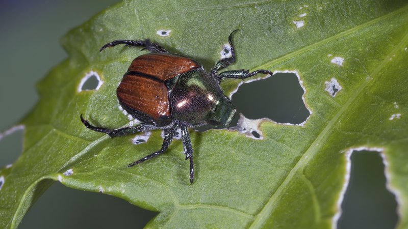 Ein sogenannter Japankäfer auf einem zerfressenen Blatt. | Bild: pa/imageBROKER | Phil Degginger Ein sogenannter Japankäfer auf einem zerfressenen Blatt.