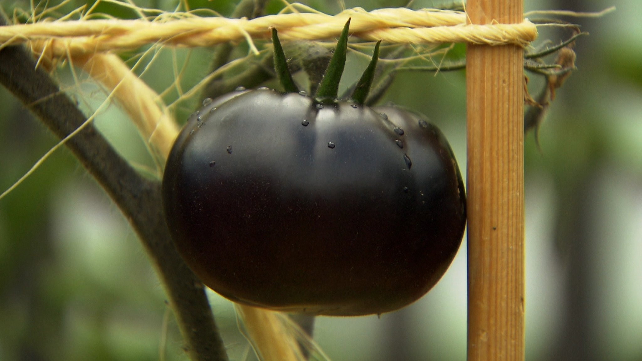 Black Beauty - die dunkelste Tomate der Welt. | Bild: BR/Christian Meckel Black Beauty - die dunkelste Tomate der Welt.