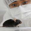 Genetisch veränderte Lebewesen - so wichtig sind sie in der Medizin | Bild: picture alliance / dpa | *