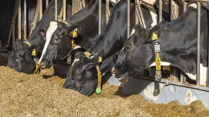 Milchkühe im Stall | Bild: picture alliance / imageBROKER | Holger Weitzel Milchkühe im Stall