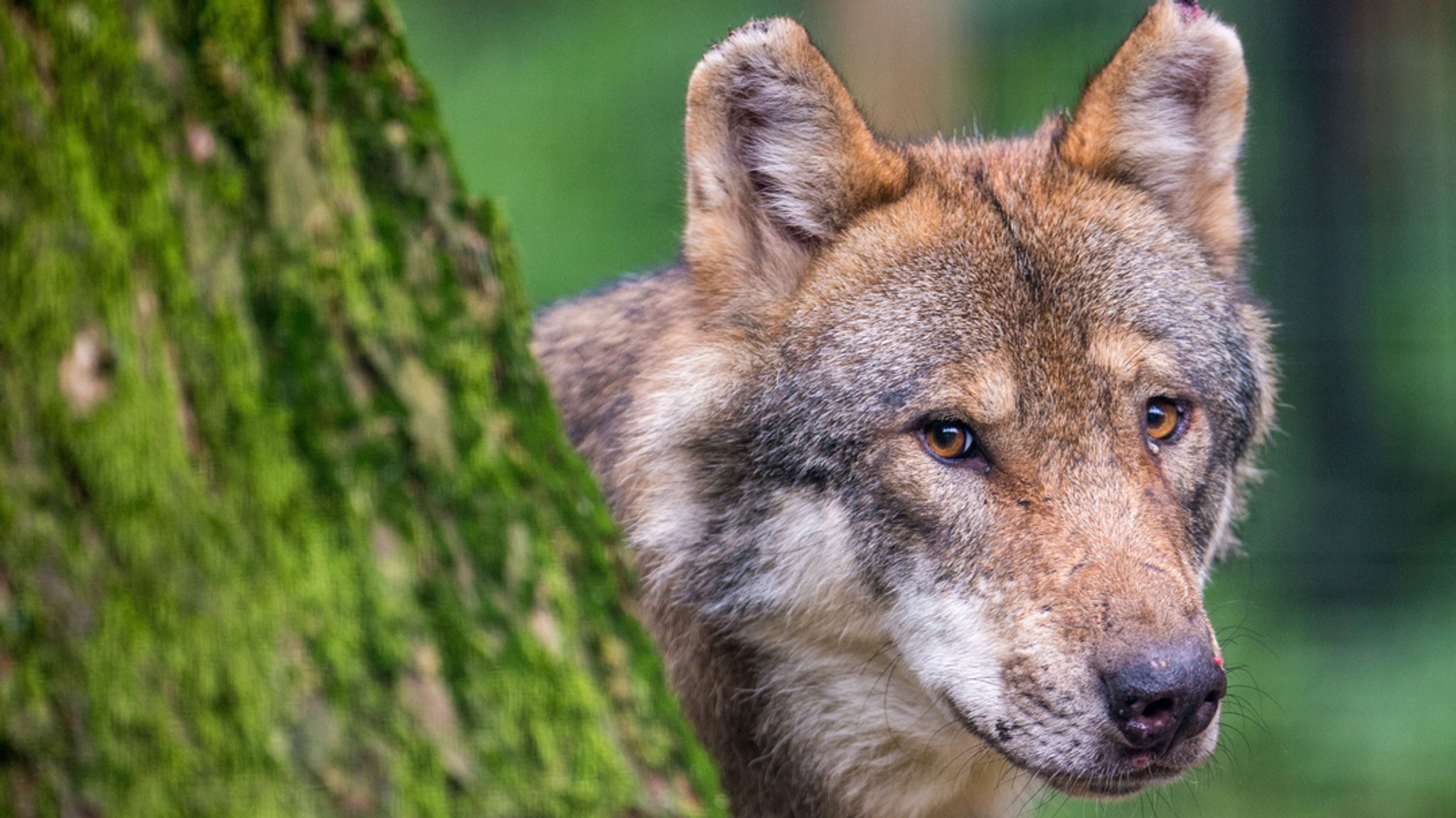 Über ein Dutzend tote Schafe bei Auerbach - War es ein Wolf?