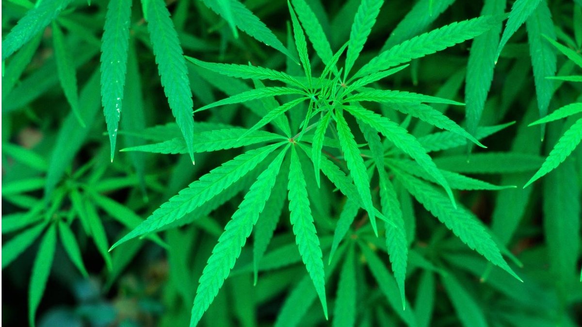 Hanfpflanzen (Cannabis) - Symbolbild