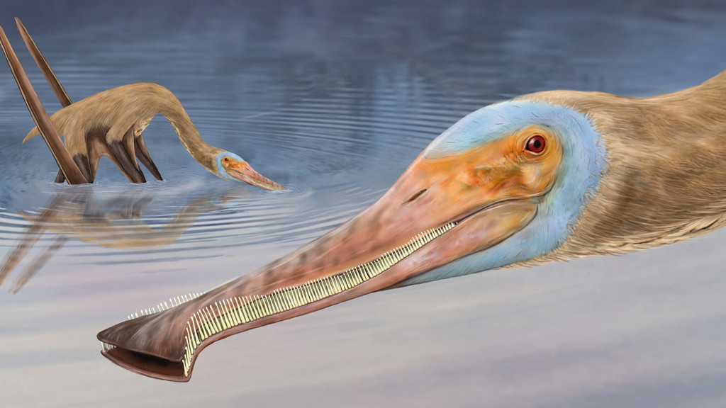 Der entdeckte Flugsaurier hatte offenbar lange Beine, einen löffelförmigen Schnabel und mehr als 400 teils hakenförmige Zähne.