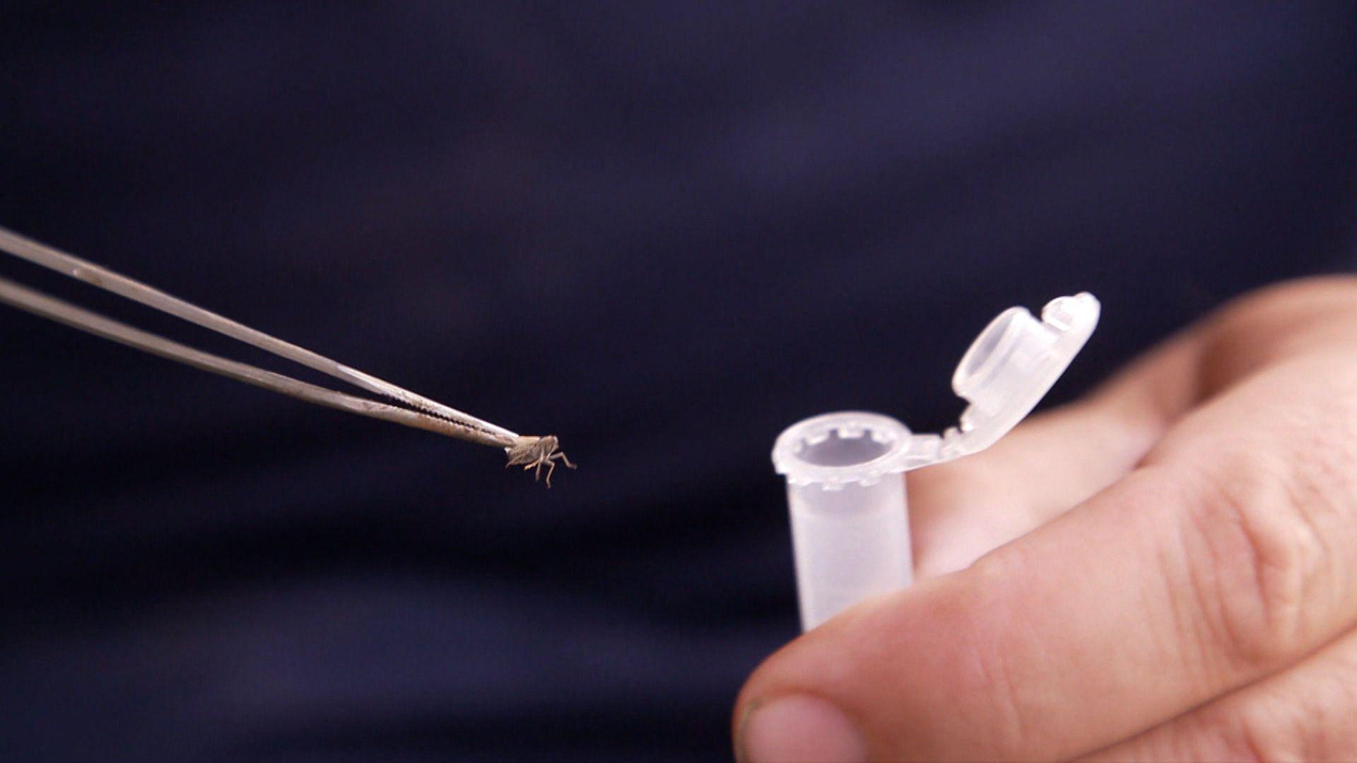 Sie überträgt Krankheiten und sorgt für massive Ernteeinbußen: Die Schilf-Glasflügelzikade. 