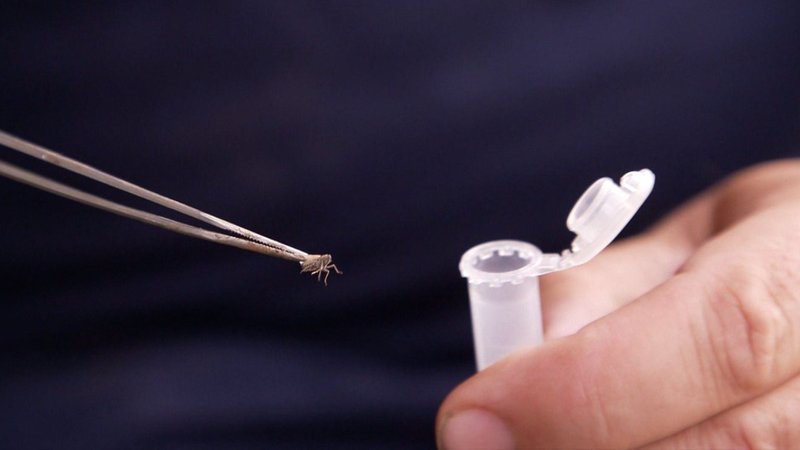 Sie überträgt Krankheiten und sorgt für massive Ernteeinbußen: Die Schilf-Glasflügelzikade. | Bild: BR Sie überträgt Krankheiten und sorgt für massive Ernteeinbußen: Die Schilf-Glasflügelzikade.