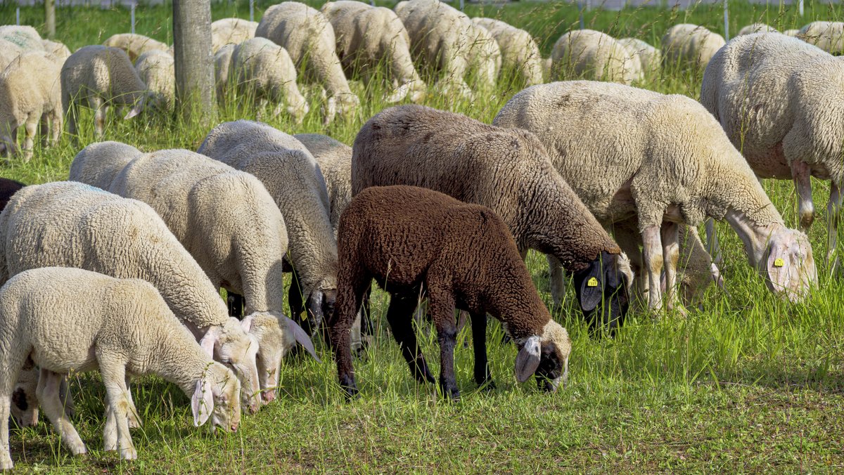 Schafen stehen Gras fressend auf einer Weide (Symbolbild)