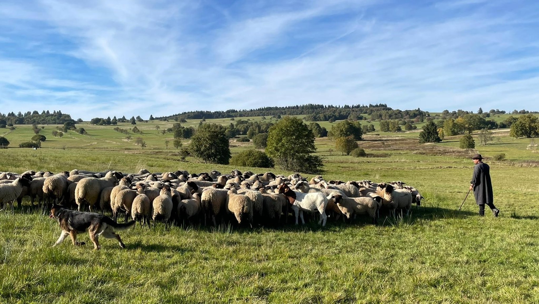 Nach einem mutmaßlichen Wolfsriss in der Höchrhön hat Schäfer Schulz einen Großteil seiner Herde wiedergefunden. 