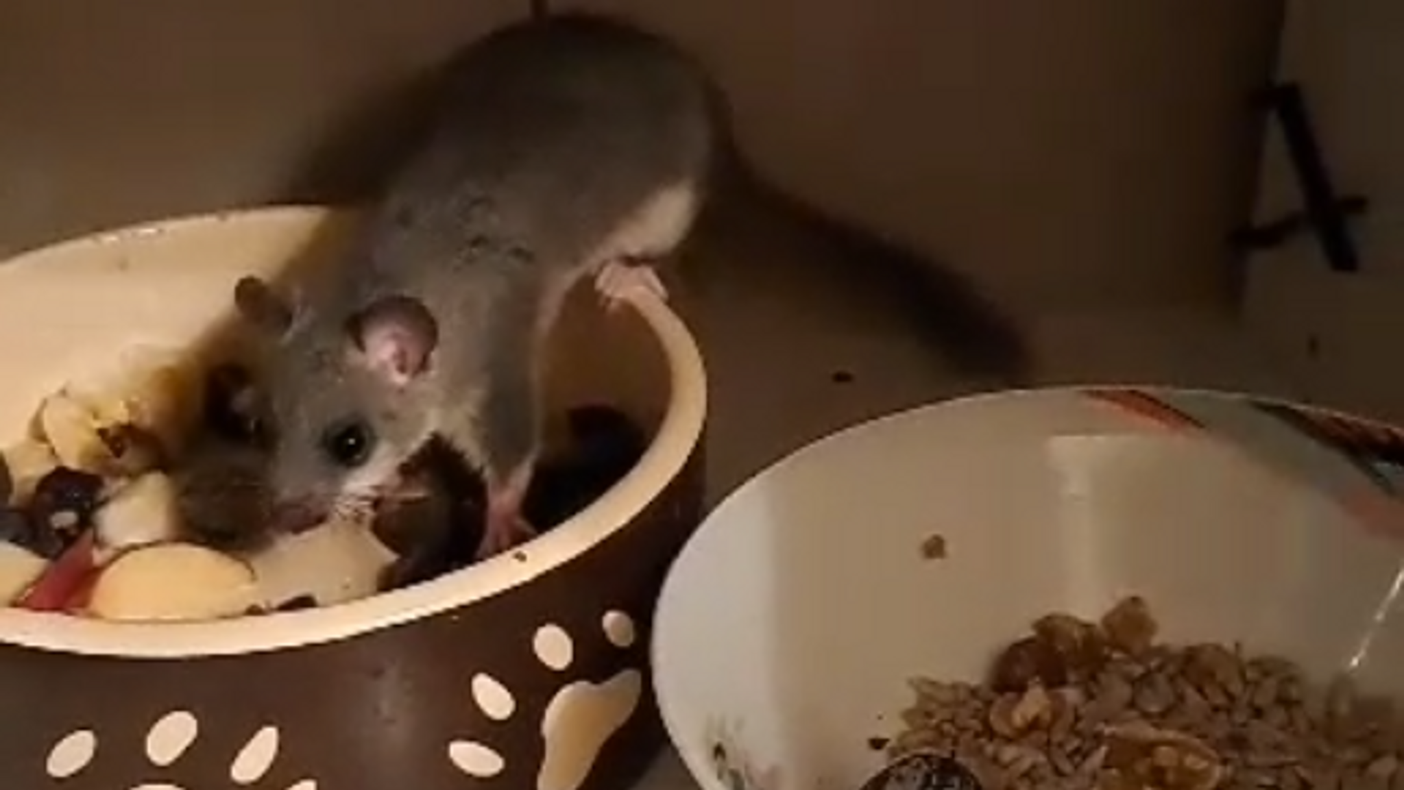 Ein Siebenschläfer sitzt in einem Badezimmerschrank auf einer Schüssel, die mit Obst gefüllt ist. 