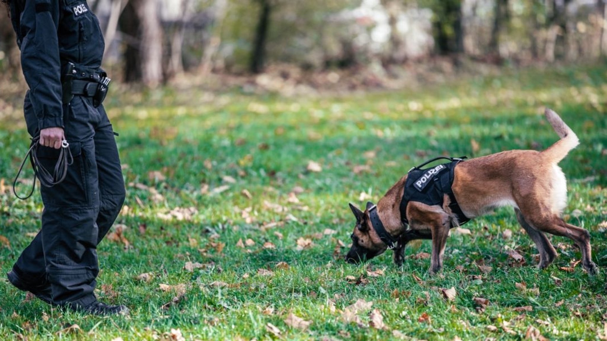 Symbolbild: Polizeihund bei Suchaktion