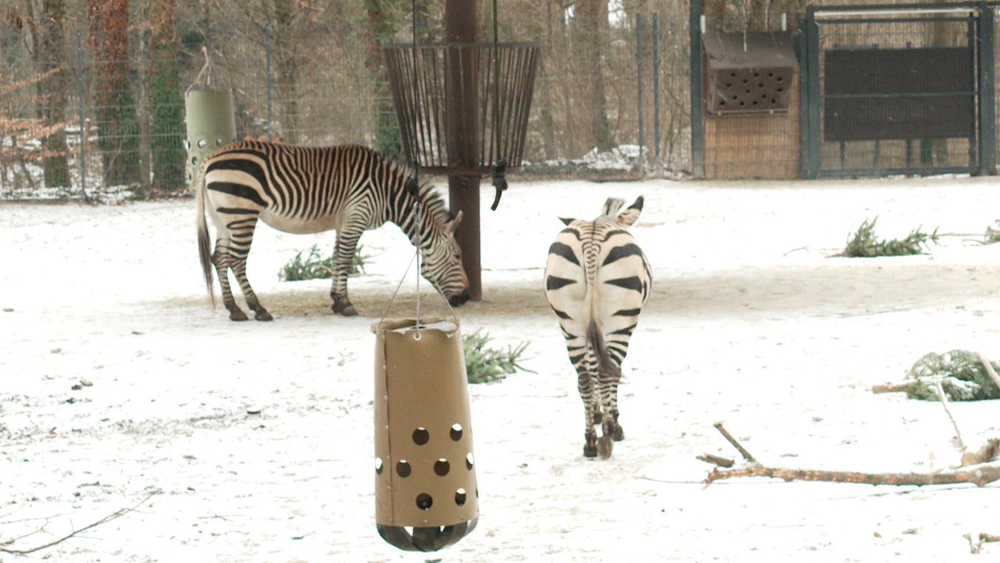 Zwei Zebras stehen im Freiluftgelände des Münchner Tierparks Hellabrunn. | Bild: BR Zwei Zebras stehen im Freiluftgelände des Münchner Tierparks Hellabrunn.