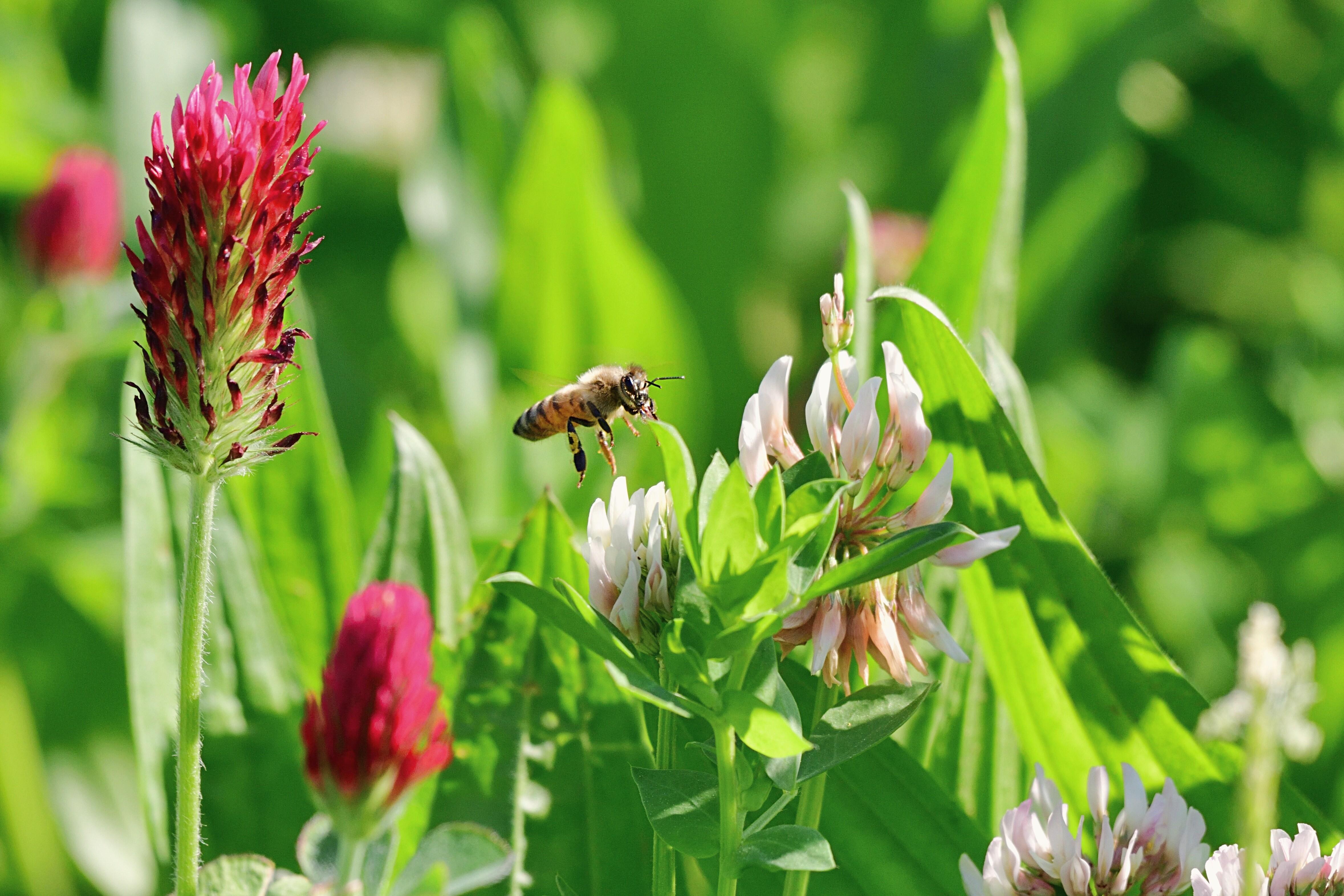 Eine Biene fliegt auf der Suche nach Nektar eine Blüte an.